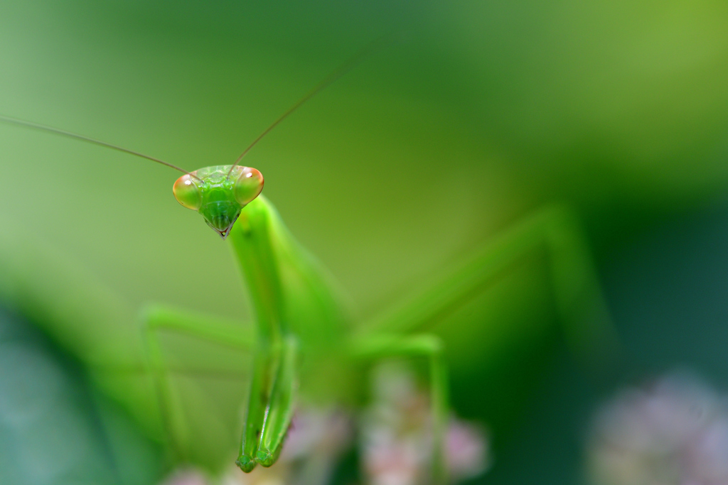 カマキリ先生