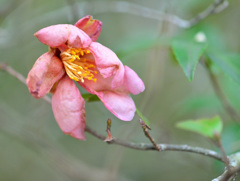 wilted flowers