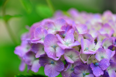 紫陽花-Ⅶ