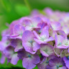 紫陽花-Ⅶ