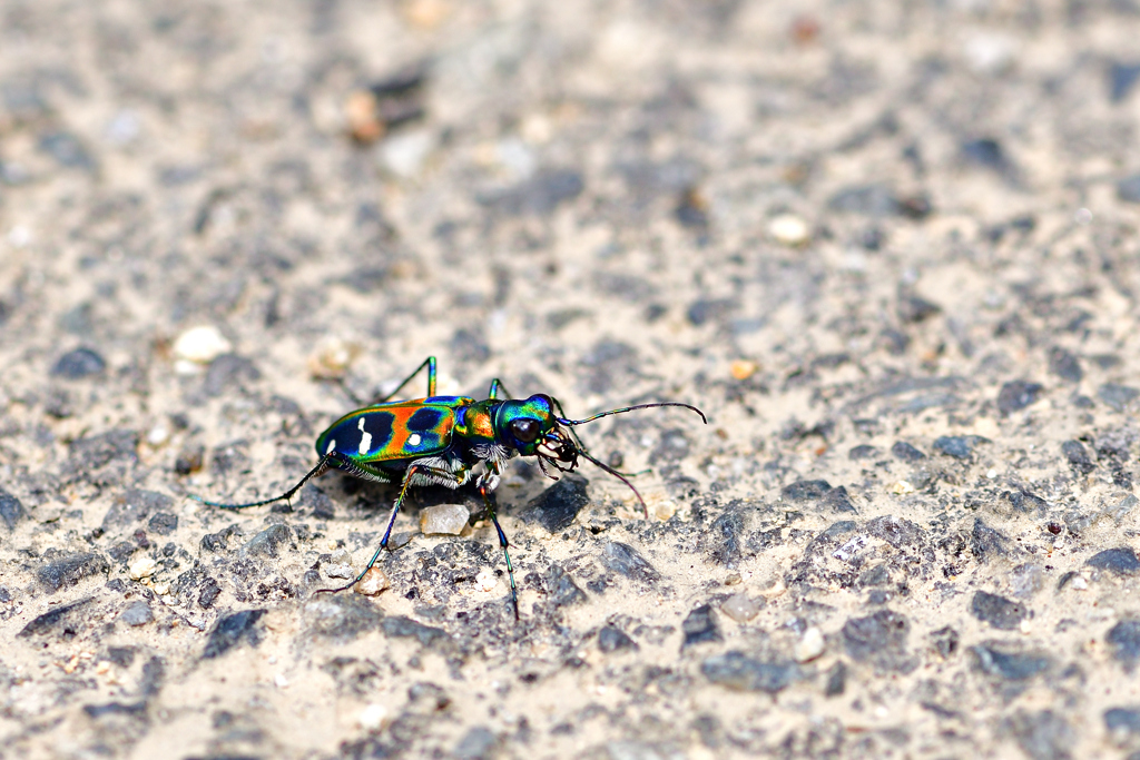 Tiger Beetle-Ⅲ