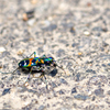 Tiger Beetle-Ⅲ