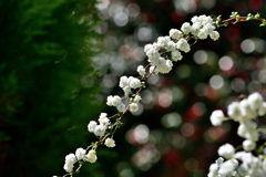 春の花