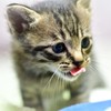 新しい家族、僕の名前はドゥラよろしく-Ⅱ