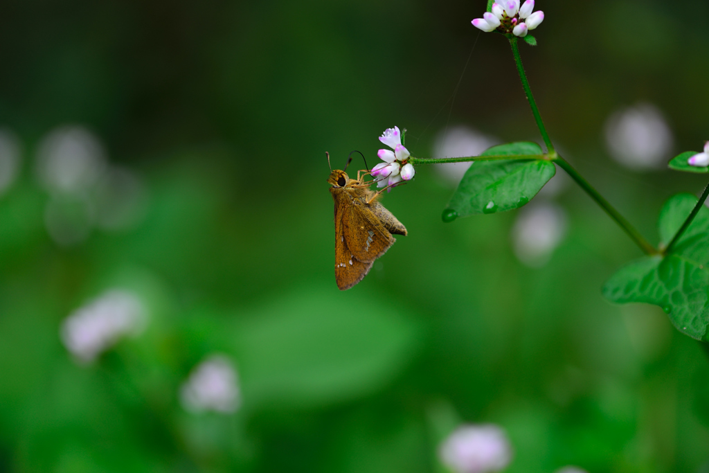 心が和む花ミゾソバとセセリン