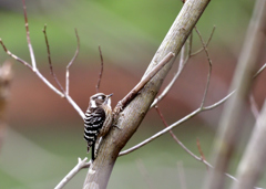 Japanese Pygmy Woodpecker