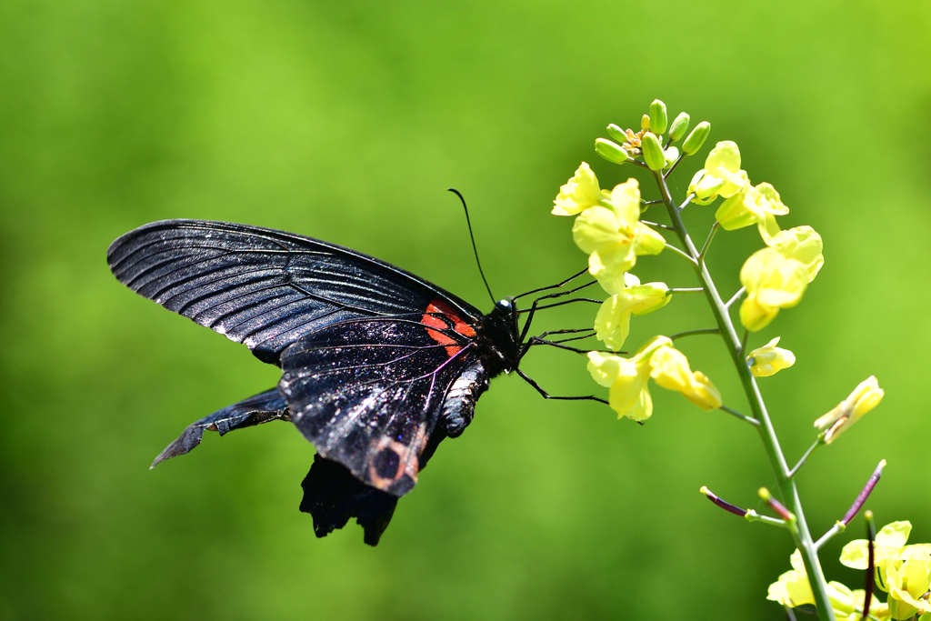 昆虫達の季節-Ⅴ　