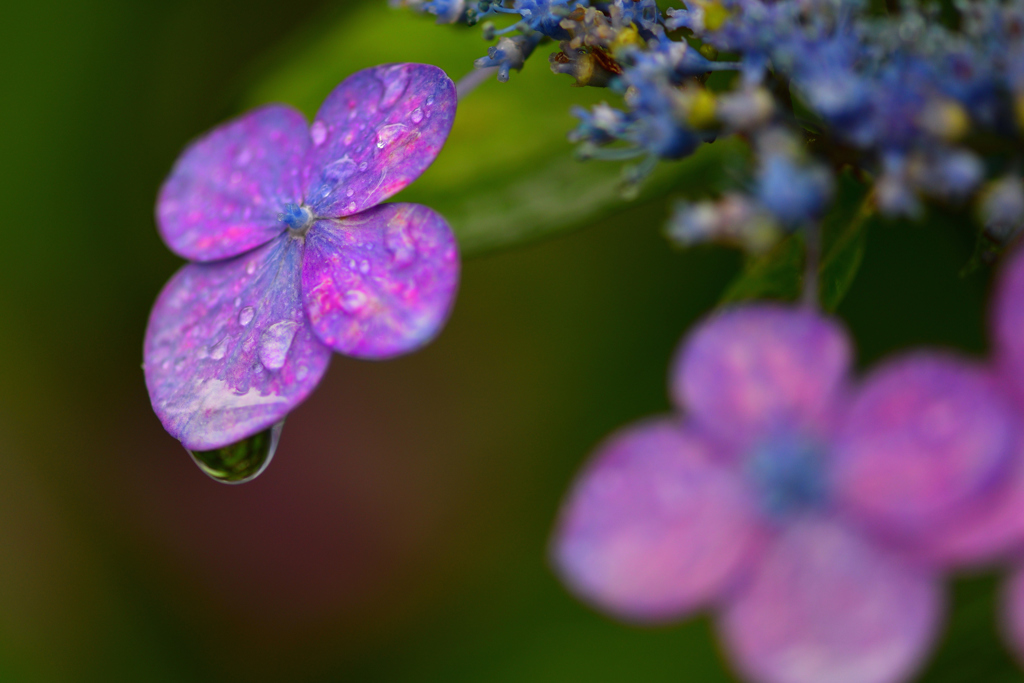紫陽花と雨