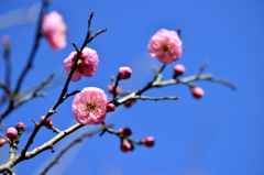 梅が咲き始めた-Ⅱ