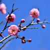 梅が咲き始めた-Ⅱ