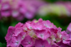 紫陽花-Ⅷ