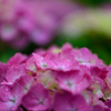紫陽花-Ⅷ