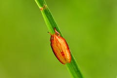君は・・害虫？