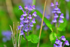私の命を捧げます 花言葉より　