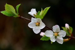 我が家の山桜桃梅