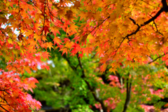 紅葉のおもてなし-Ⅰ