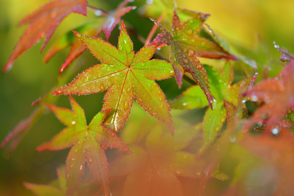 雨上がり-Ⅳ
