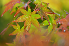 雨上がり-Ⅳ