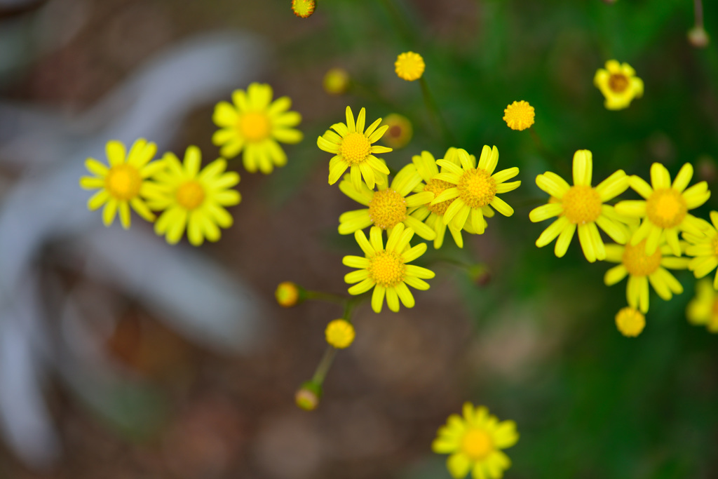 深山イギリス庭園より-Ⅷ