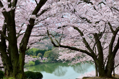 さくら満開-Ⅱ