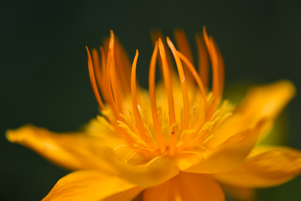 おしべとめしべ-Ⅰ