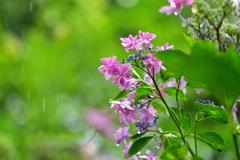 彼女は雨が好き-Ⅱ
