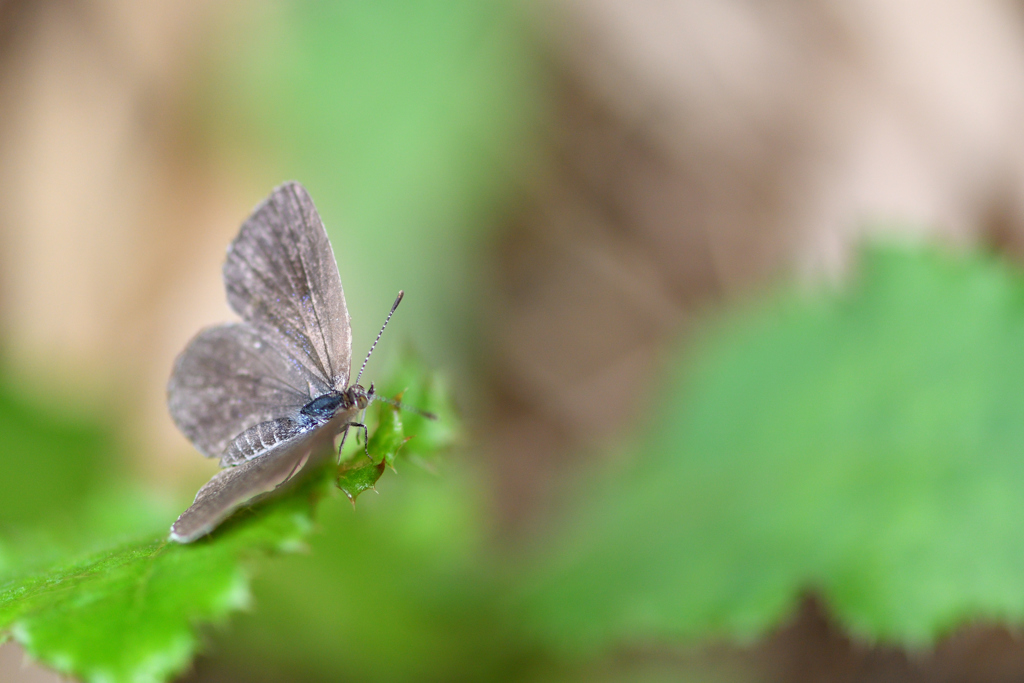 梅雨の合間に-Ⅵ