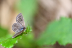 梅雨の合間に-Ⅵ