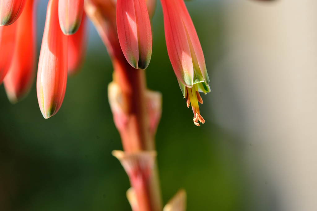 アロエ・ムタビリス-2