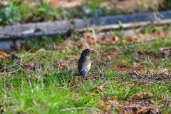 今日の野鳥－Ⅶ