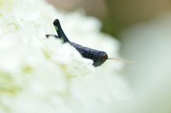 紫陽花と黒いバッタ