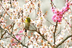 朝は静かに-Ⅱ