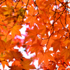 紅葉のおもてなし-Ⅱ