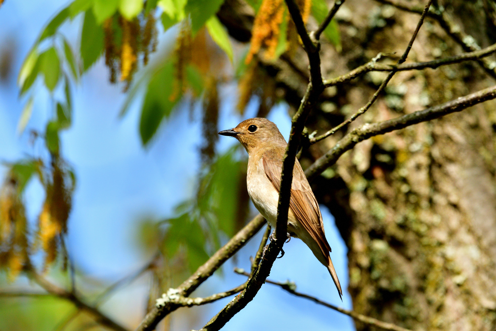 今日の野鳥-Ⅱ