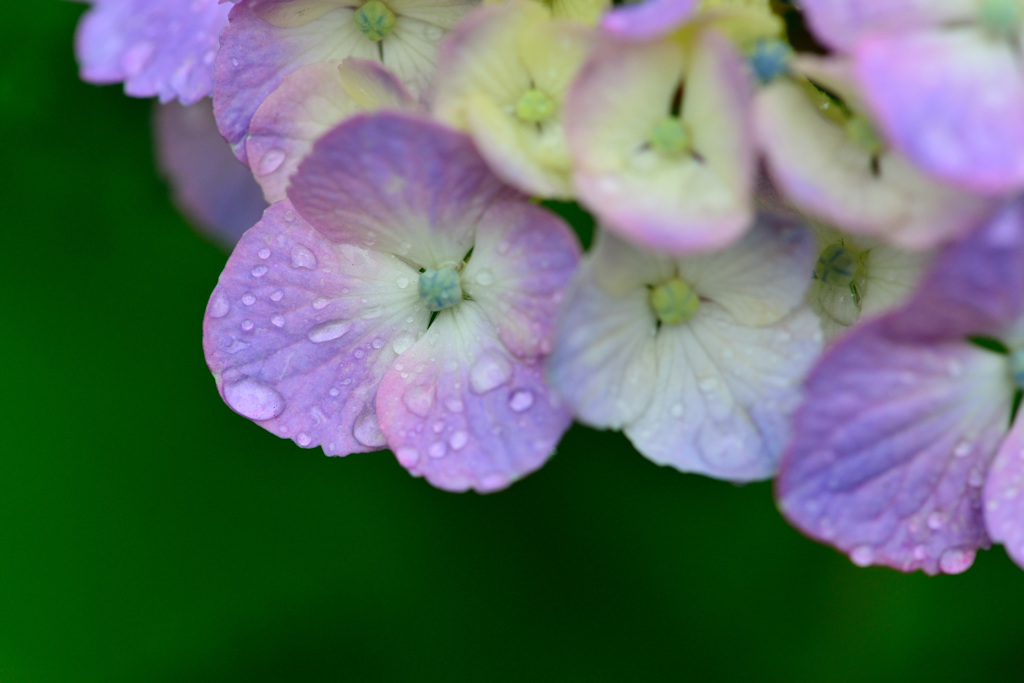 紫陽花-Ⅸ