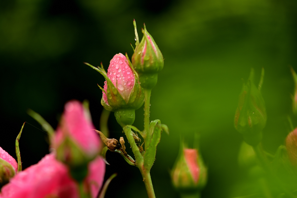 庭のバラに水やり-Ⅲ