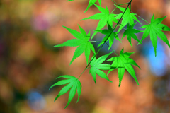 新緑-Ⅱ