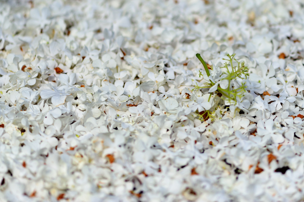 Snow of the flower