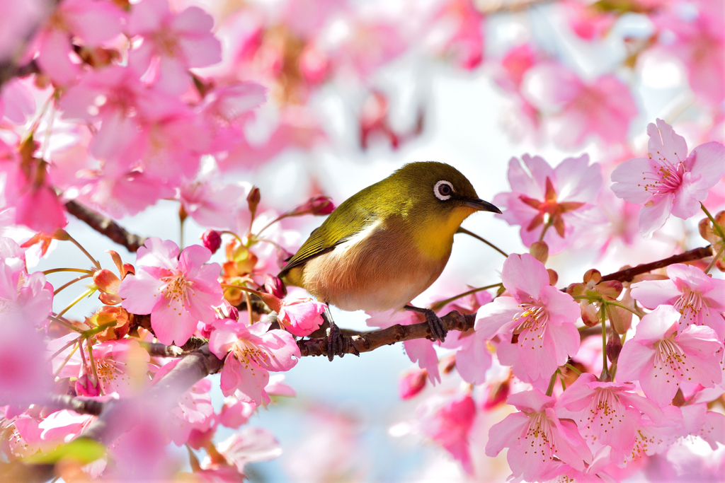 春風に揺られて-Ⅱ