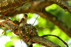 それ以上近づくなョ