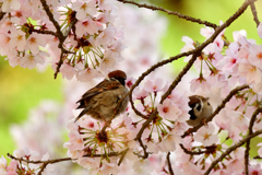 陽気に誘われて-Ⅱ