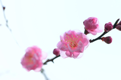 梅-Ⅲ