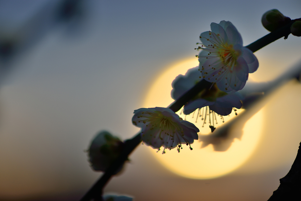 朝