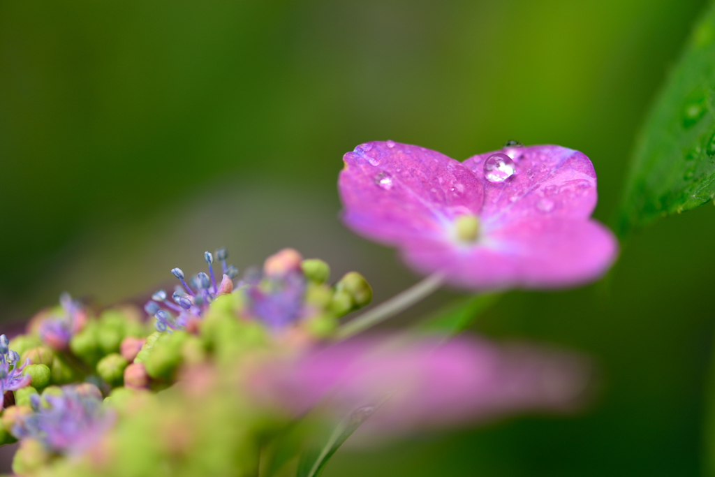 紫陽花と雨