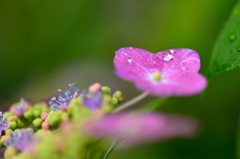 紫陽花と雨