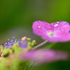 紫陽花と雨