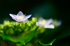 紫陽花-Ⅱ