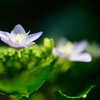 紫陽花-Ⅱ