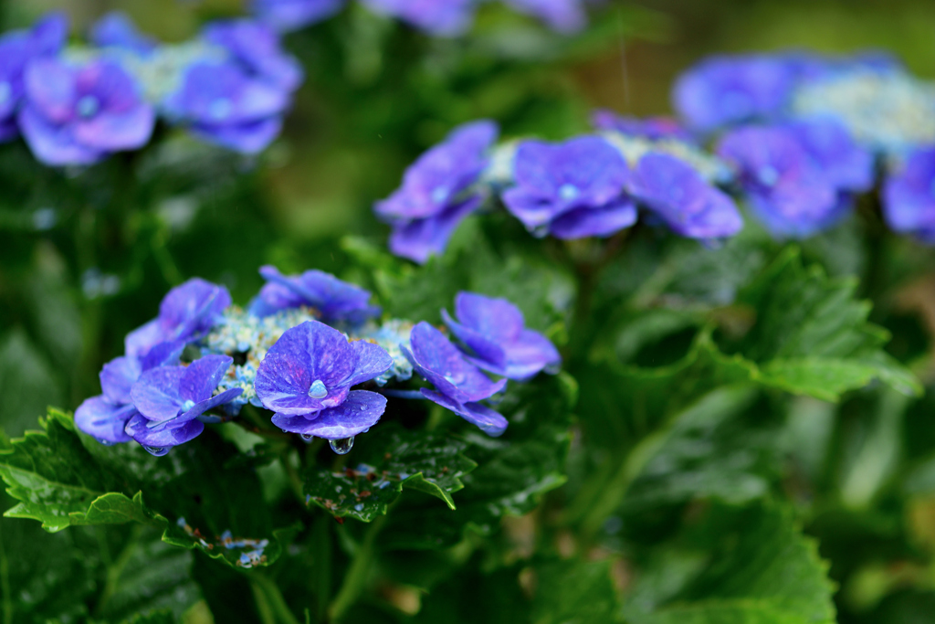 雨が好き