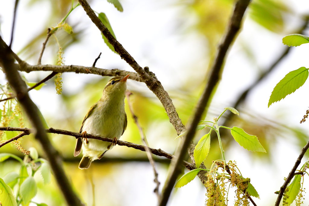 センダイムシクイ-Ⅱ
